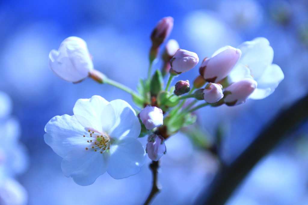 蕾