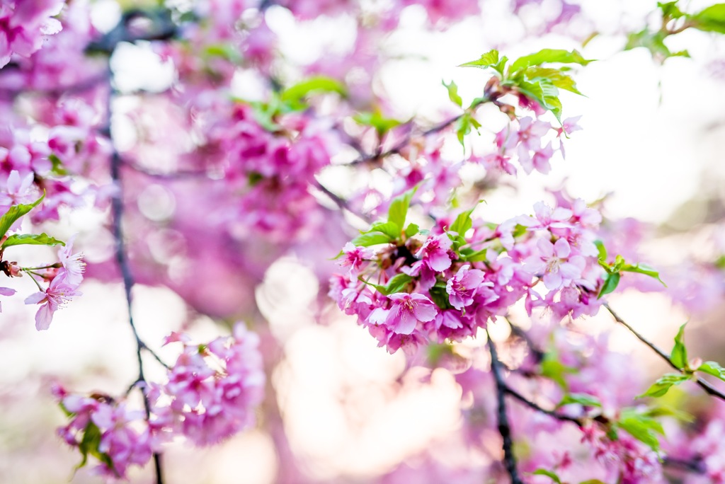 Cherry blossoms 