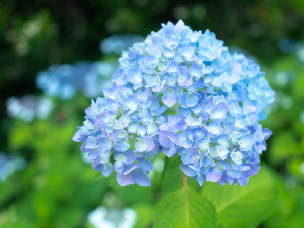紫陽花