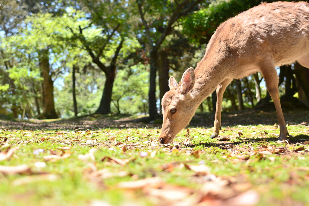 奈良県在住︰鹿さん(仮名)