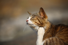 かゆいみたいです。