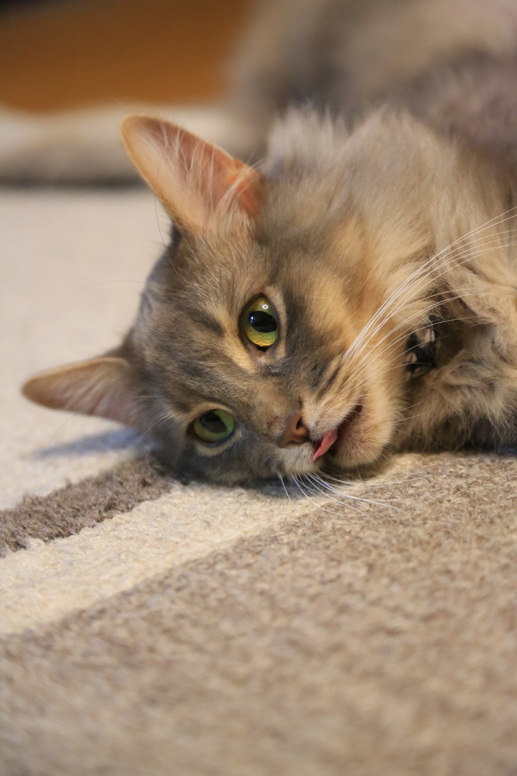 舌しまい忘れてます。