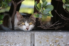 日陰で涼んでます。