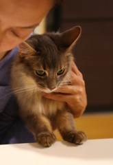 いつもママに捕獲されます。