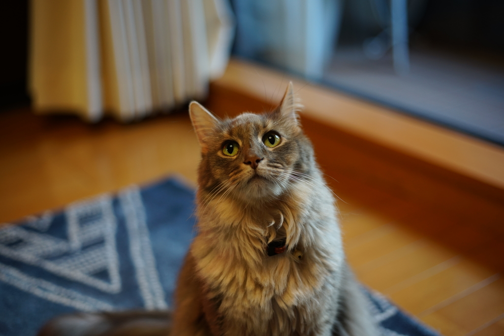 えっ！ ぼくちんまたお留守番ですか？