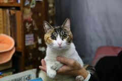 古本屋の番頭猫ちゃんです。