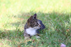 公園の野良ちゃんです。