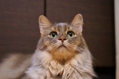 いつもの顔です