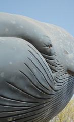 国立科学博物館で飼ってるシロナガスクジラです。