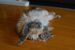 ぼくちん 柔らかいでしょ