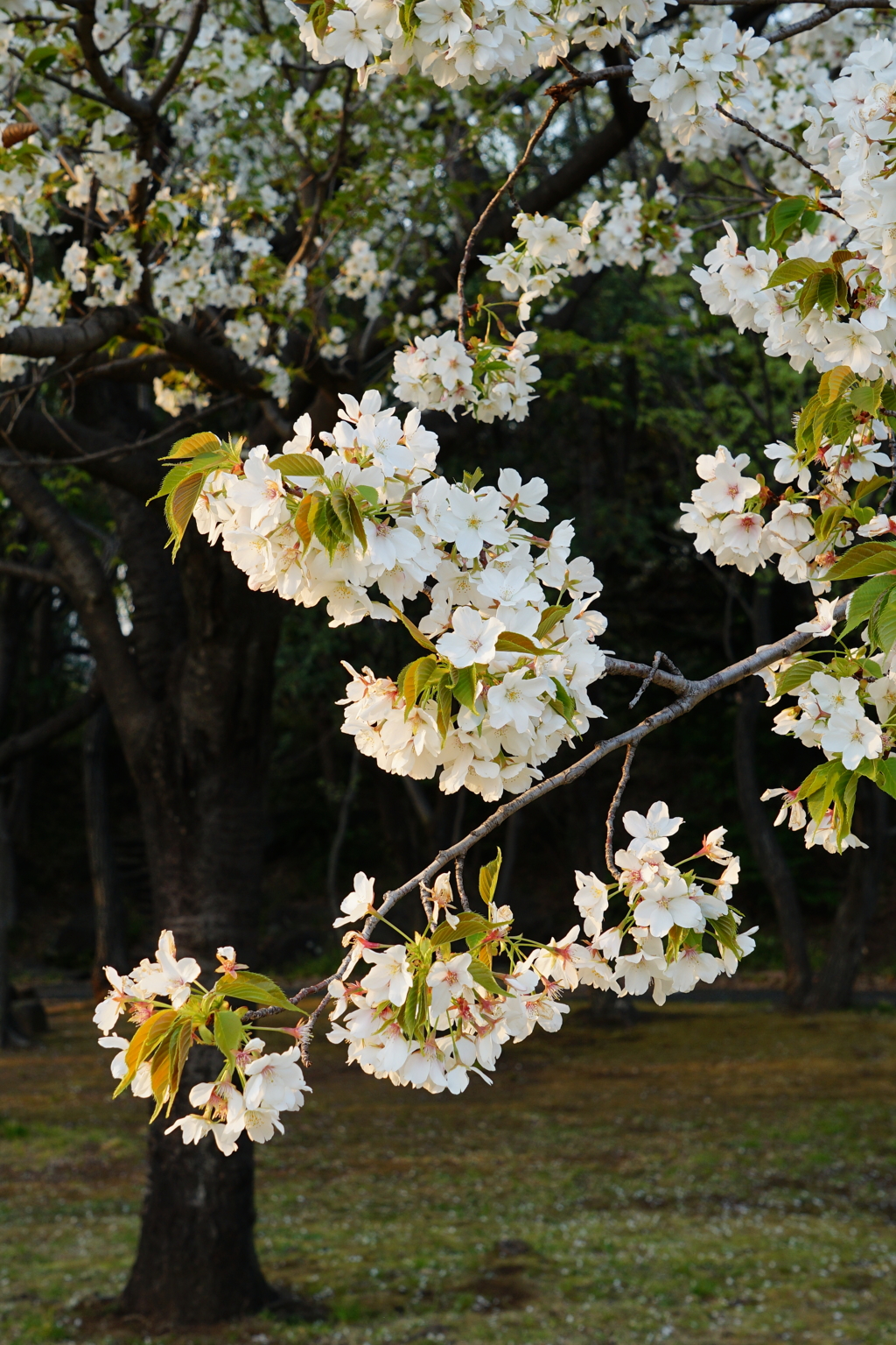 sakura