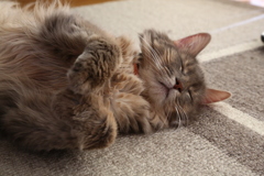 寝ましたー