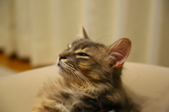 ねむいみたいです。