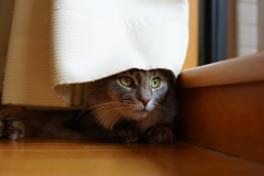 お外にカラスがいると隠れます。