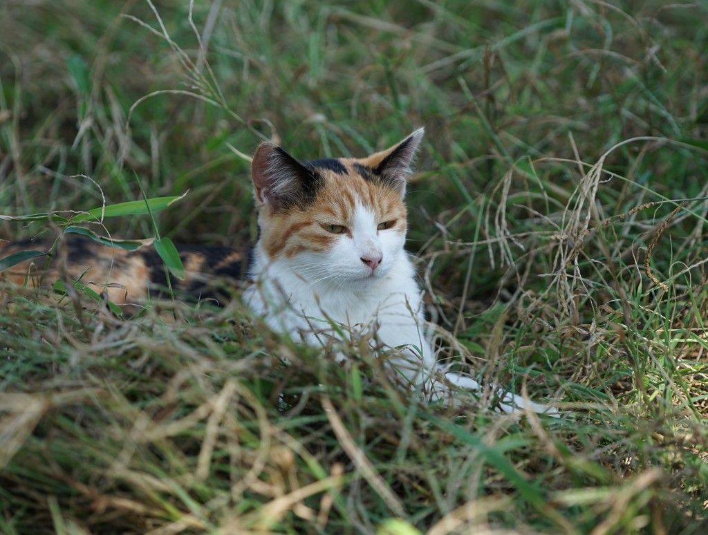 野良ちゃん 仏頂面になってますよー