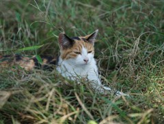 野良ちゃん 仏頂面になってますよー