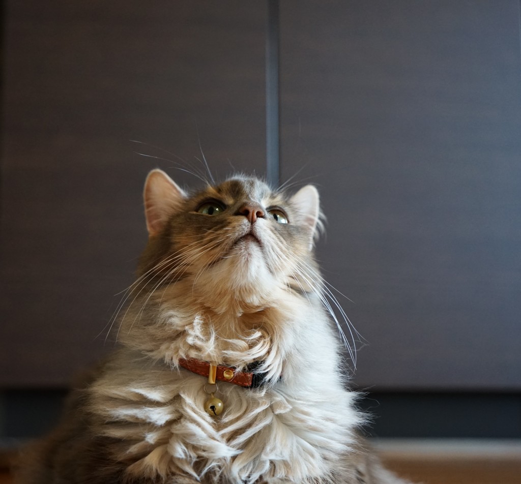 さ～いれんニャ～い ほぉ～ぉり～ニャ～い