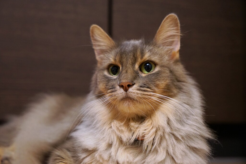 たまにはキリっと