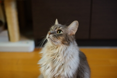 何か言いたそうなんですが