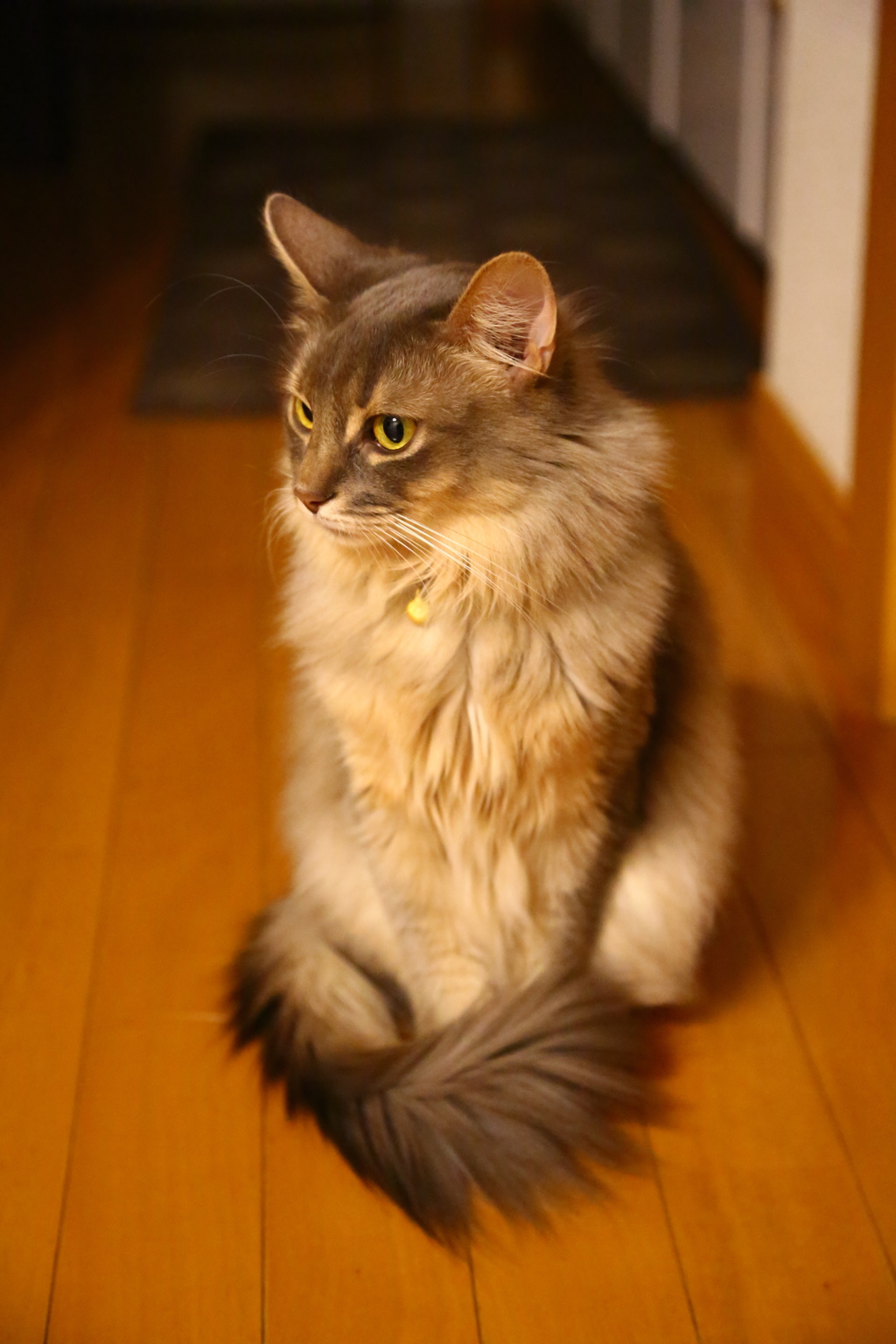 まだ胸毛が短い頃です。