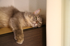 今日はだるいニャ