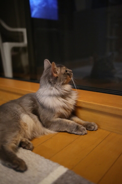 夜間のニャルソックです。