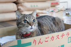 お米屋さんのニャルソックです。