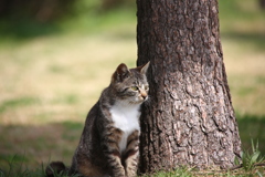 野良ちゃん ガン見してます。