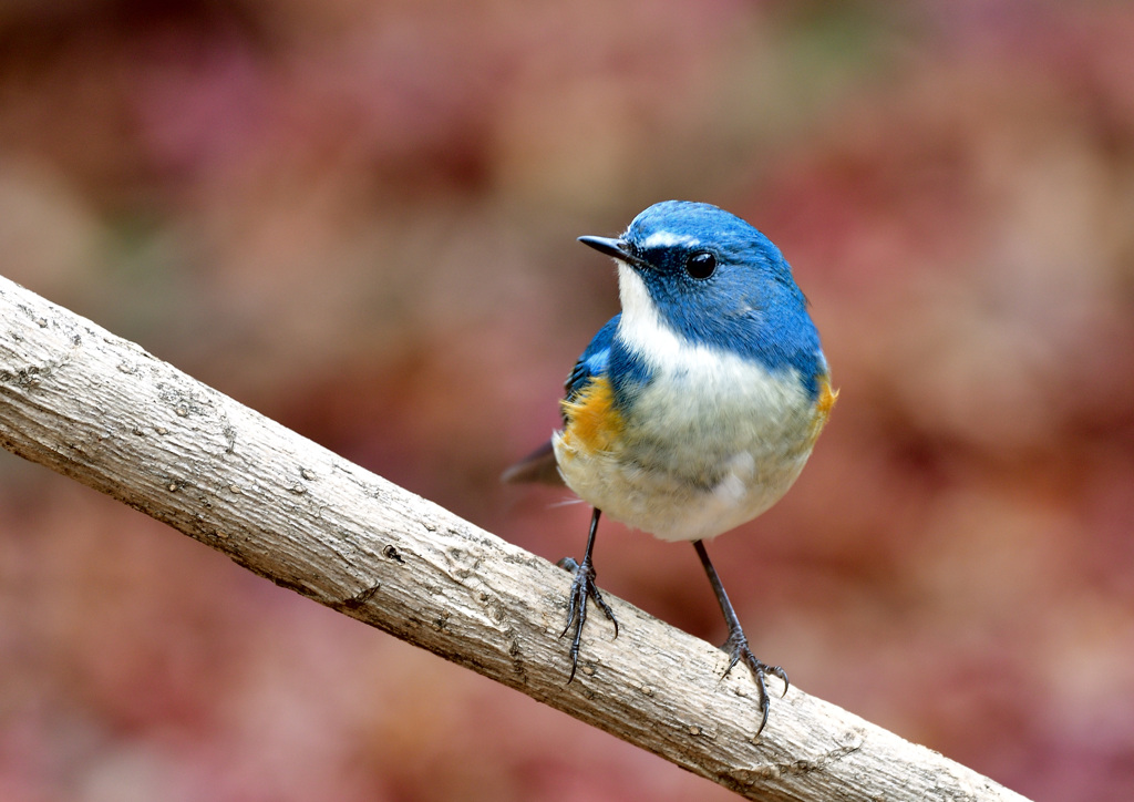 いつもの公園のルリ君2