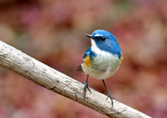 いつもの公園のルリ君2