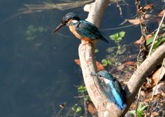 カワセミの親子 カワセミの親子