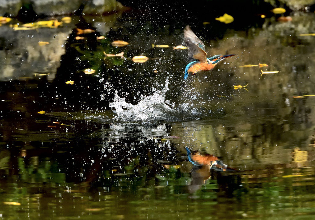 飛び出し（２）