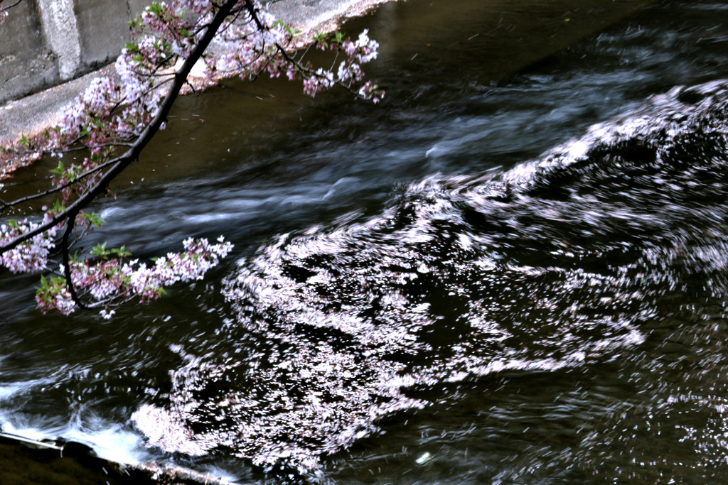 石神井川の桜トルネード（１）