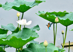 ハスとカワセミ