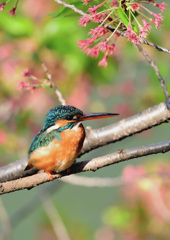 最後のサクラカワセミ