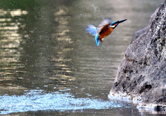 エイヤ！食後の水浴び