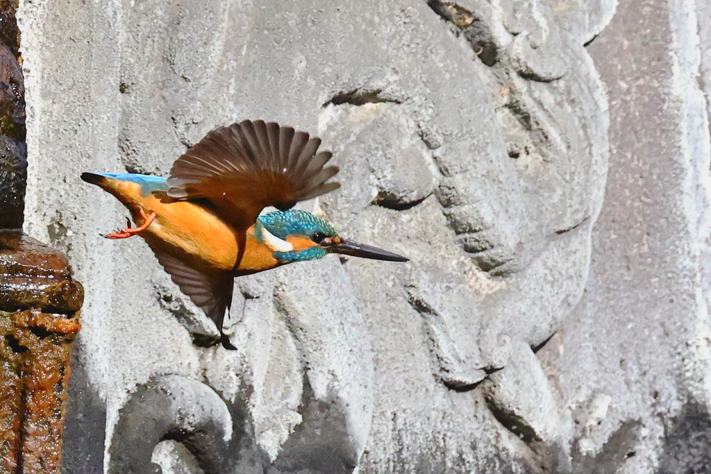飛び込むと思ったのに