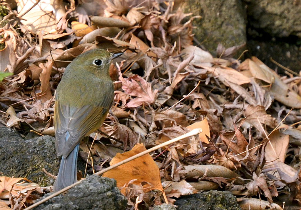 ルリビタキ♀
