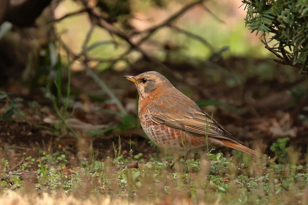 ハチジョウツグミ初撮り