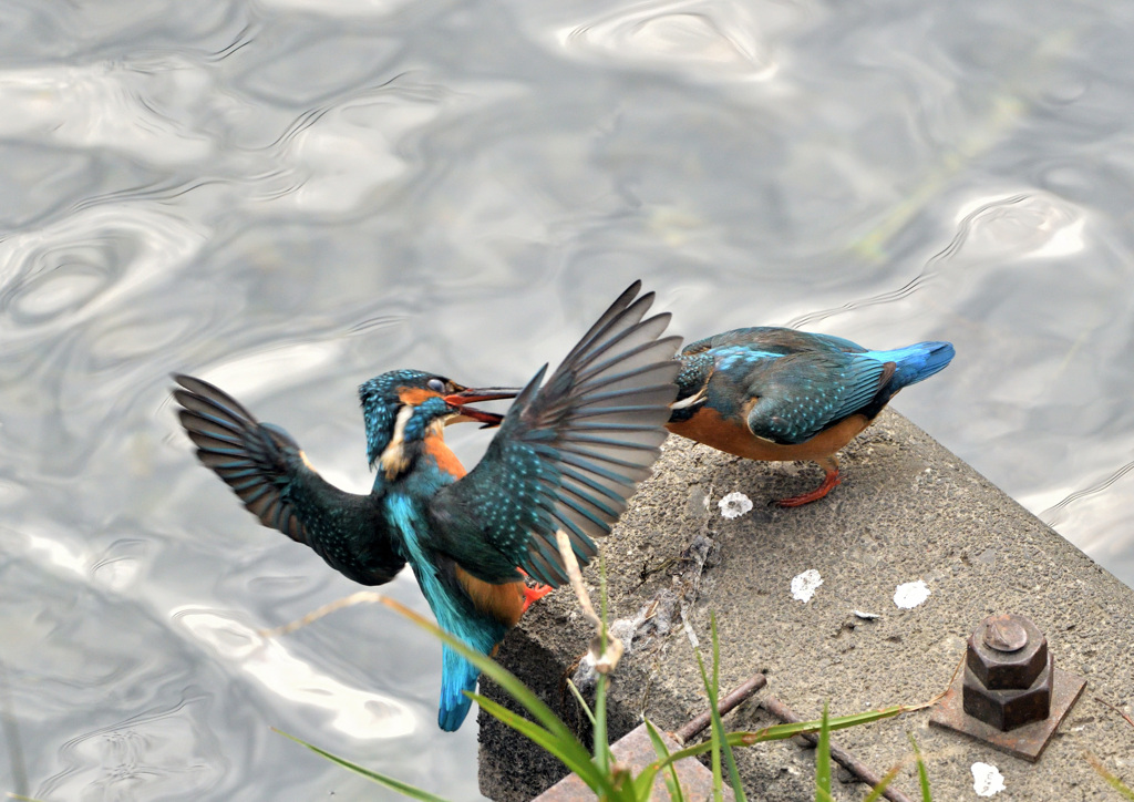 いらないってば