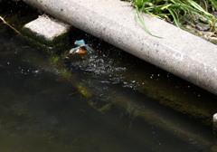 カワセミの狩り（４）