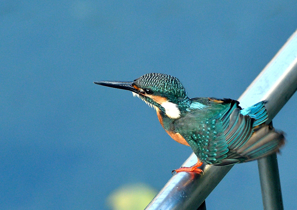 ヨーイドンかな？