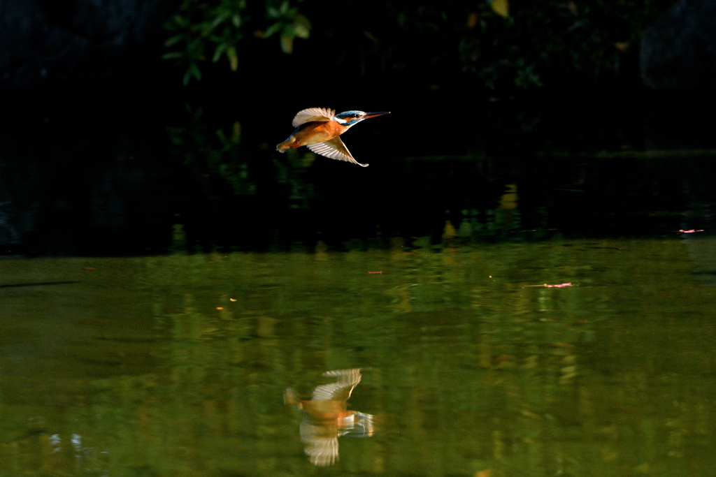 ダブルカワセミ