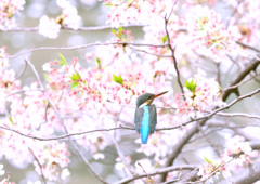 桜カワセミ２