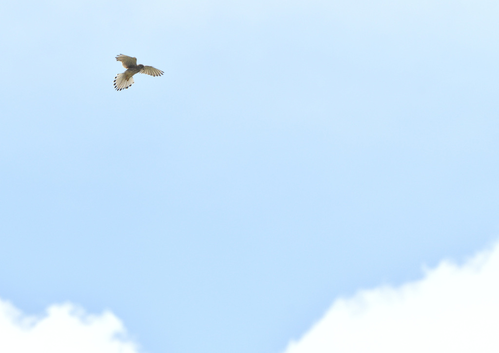 上空から獲物を探す