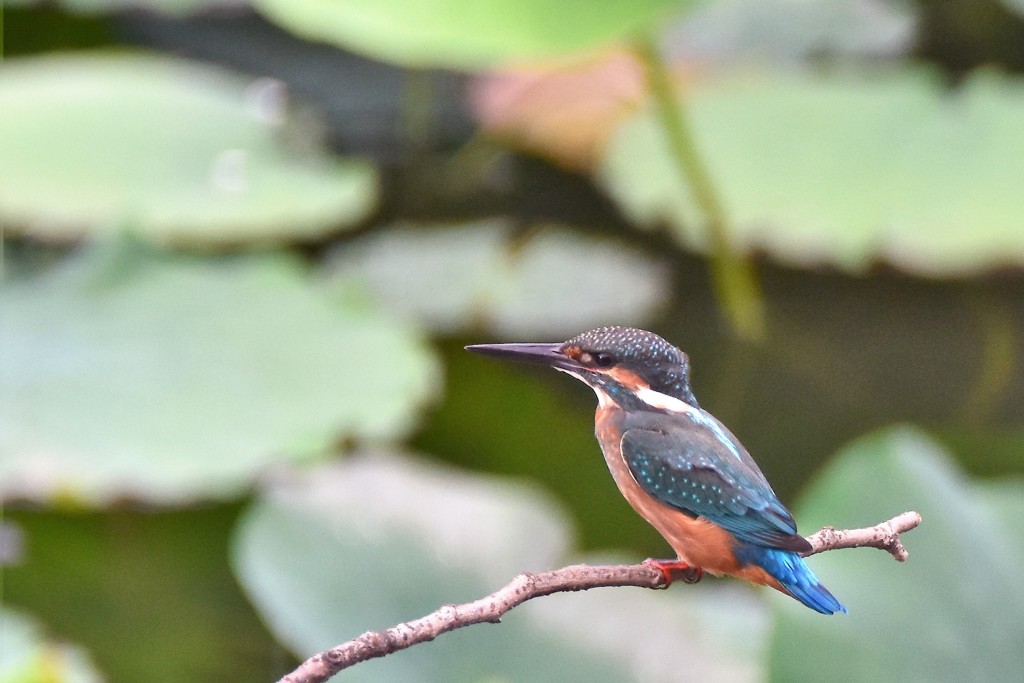 早起きカワセミ