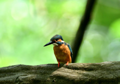 いつもの公園のカワセミ2