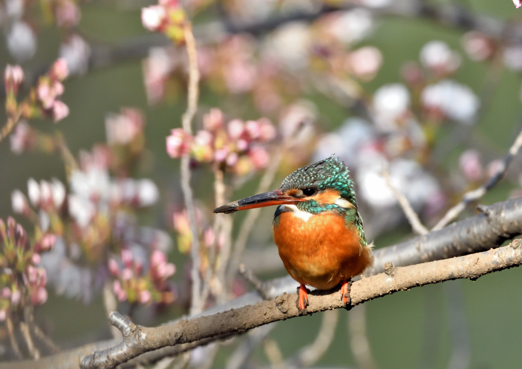 さくらカワセミ