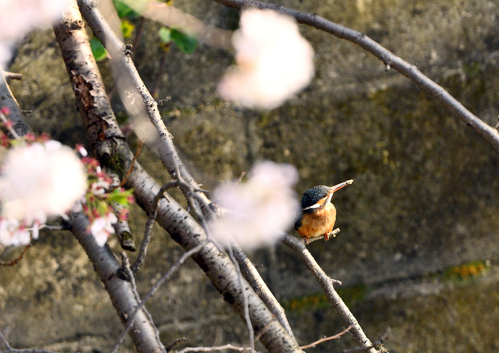今日の桜カワセミ