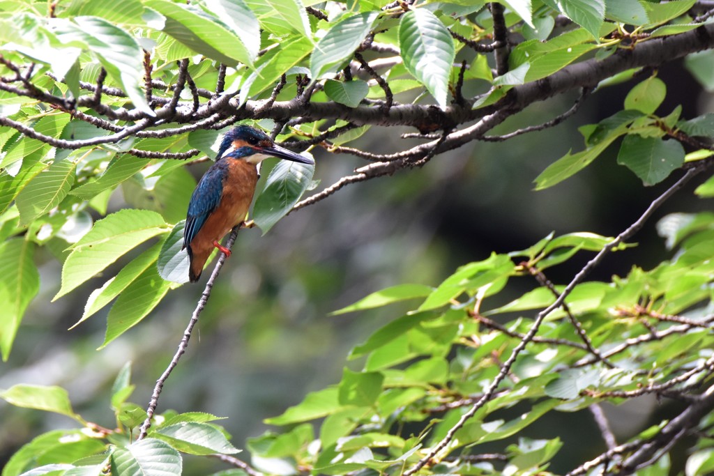 こっちの枝の方が見やすいな